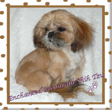 enchanted mountain shih tzu shih tzu puppies imperial shih tzu puppies