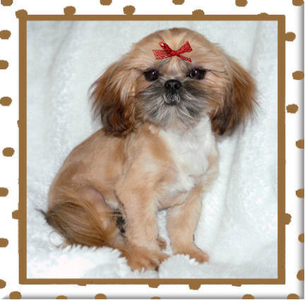 Honey Solid Honey Red Imperial Shih Tzu