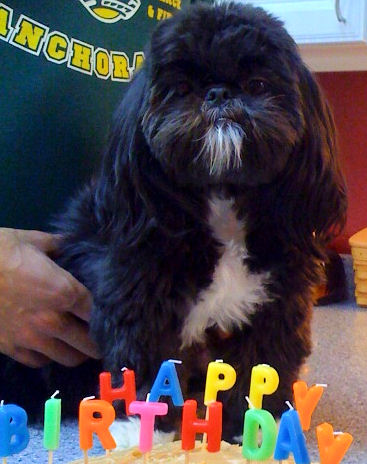 enchanted mountain shih tzu shih tzu puppies imperial shih tzu puppies