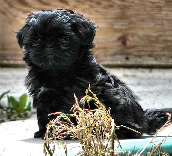 enchanted mountain shih tzu shih tzu puppies imperial shih tzu puppies