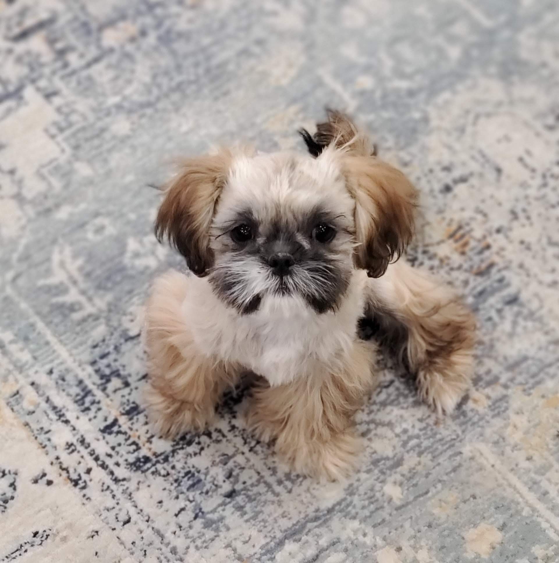 rocky mountain shih tzu